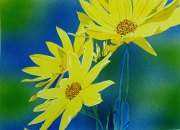 Woodland Sunflowers